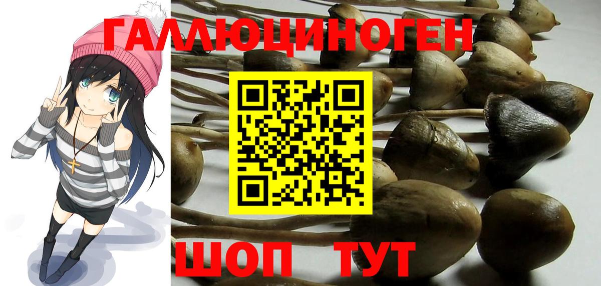 Псилоцибиновые грибы Cubensis Будённовск